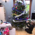 2020 The tree is up as Harry helps to decorate