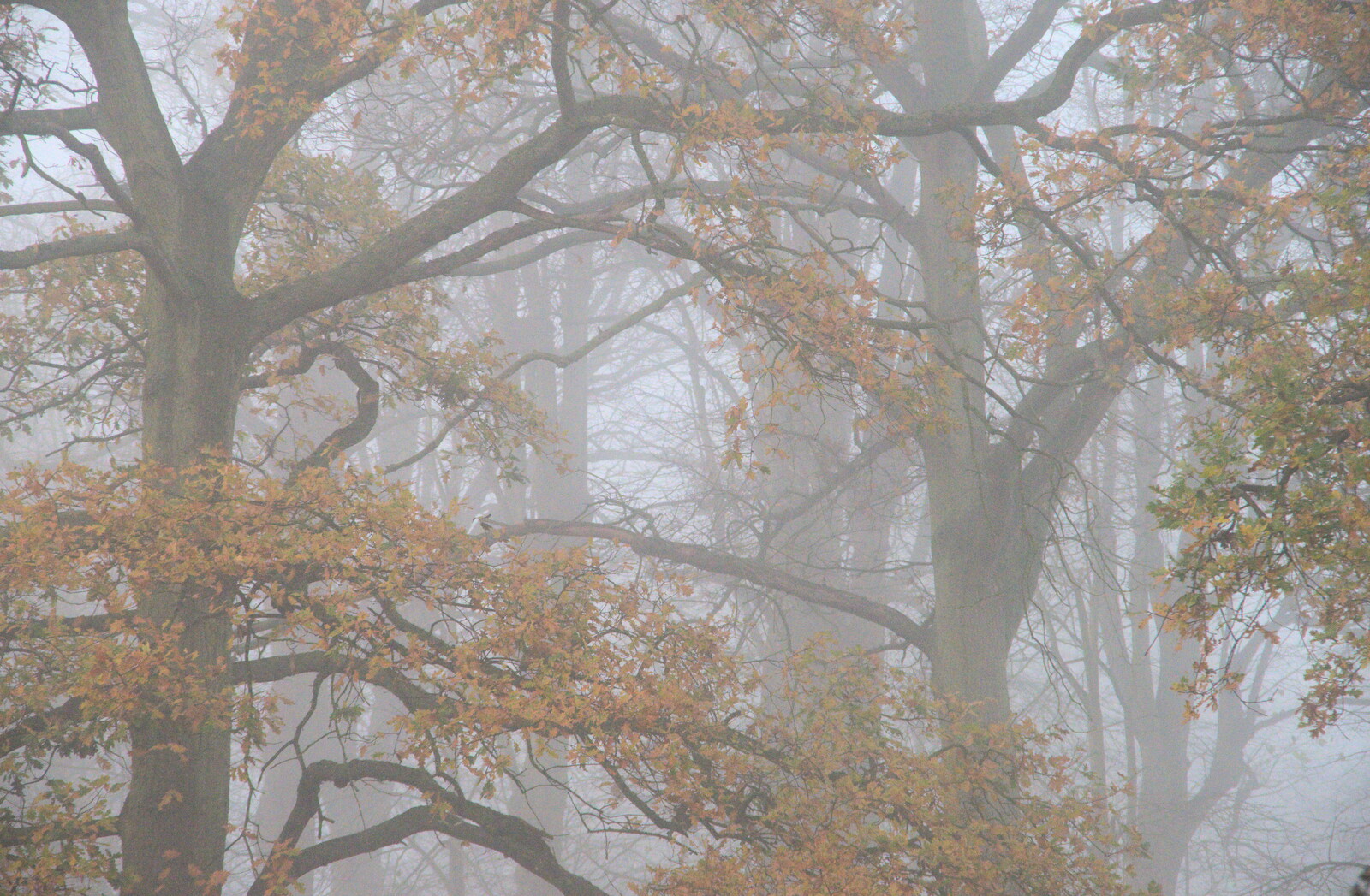 Mist around the Oaksmere's trees flattens the colours from A Return to the Oaksmere, Brome, Suffolk - 8th December 2020