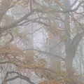 Mist around the Oaksmere's trees flattens the colours, A Return to the Oaksmere, Brome, Suffolk - 8th December 2020