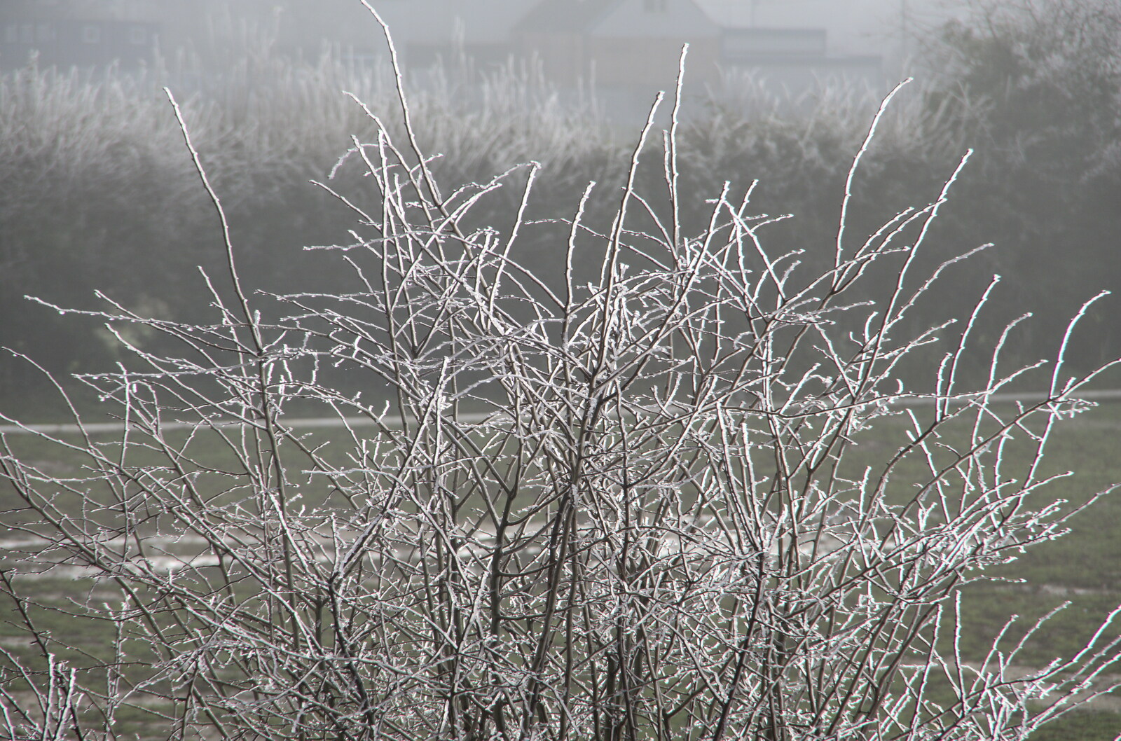 A frosty bush from A Return to the Oaksmere, Brome, Suffolk - 8th December 2020
