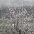 A frosty bush, A Return to the Oaksmere, Brome, Suffolk - 8th December 2020