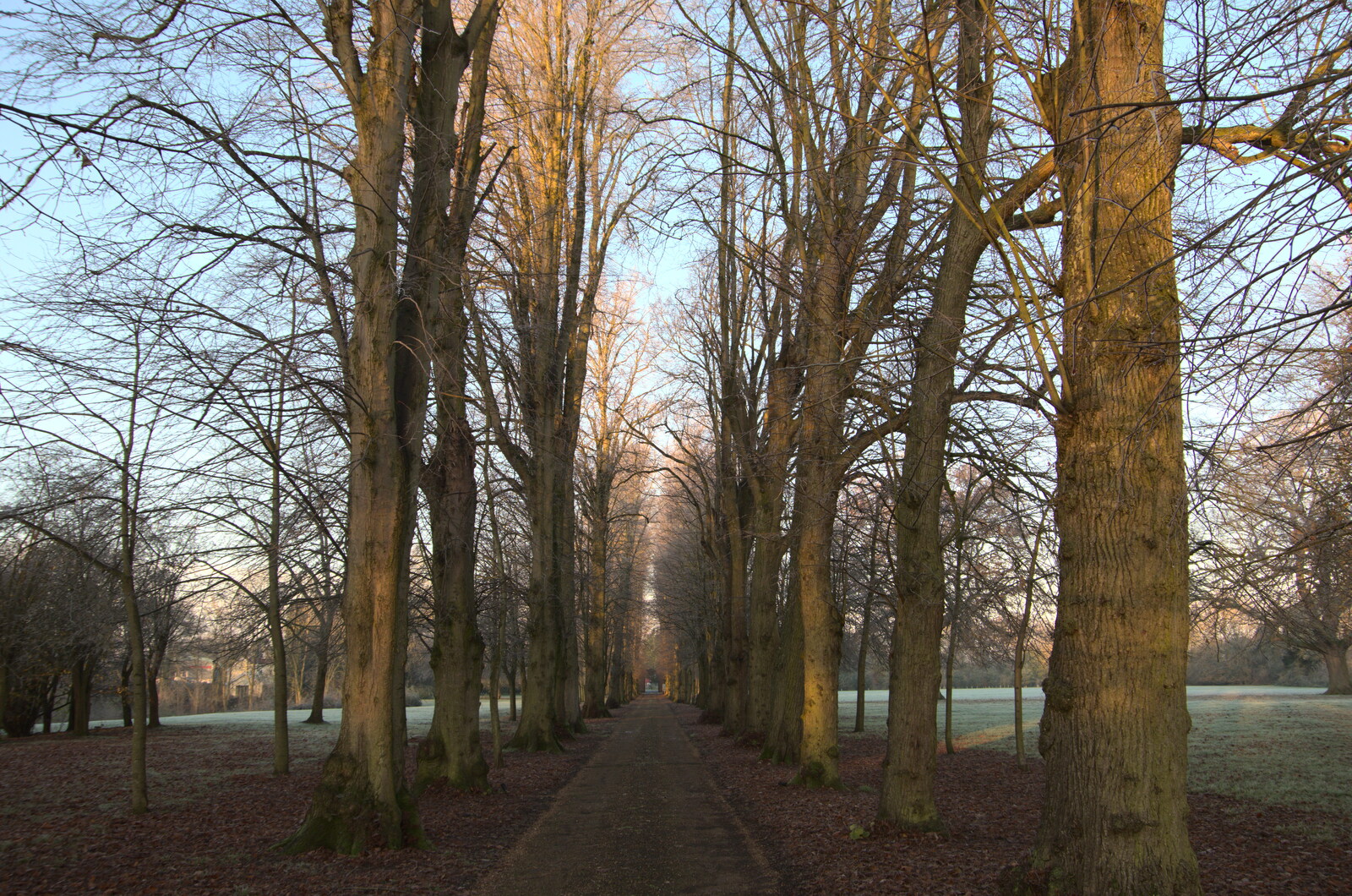 The Oaksmere's avenue trees are bare from A Return to the Oaksmere, Brome, Suffolk - 8th December 2020