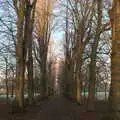 The Oaksmere's avenue trees are bare, A Return to the Oaksmere, Brome, Suffolk - 8th December 2020