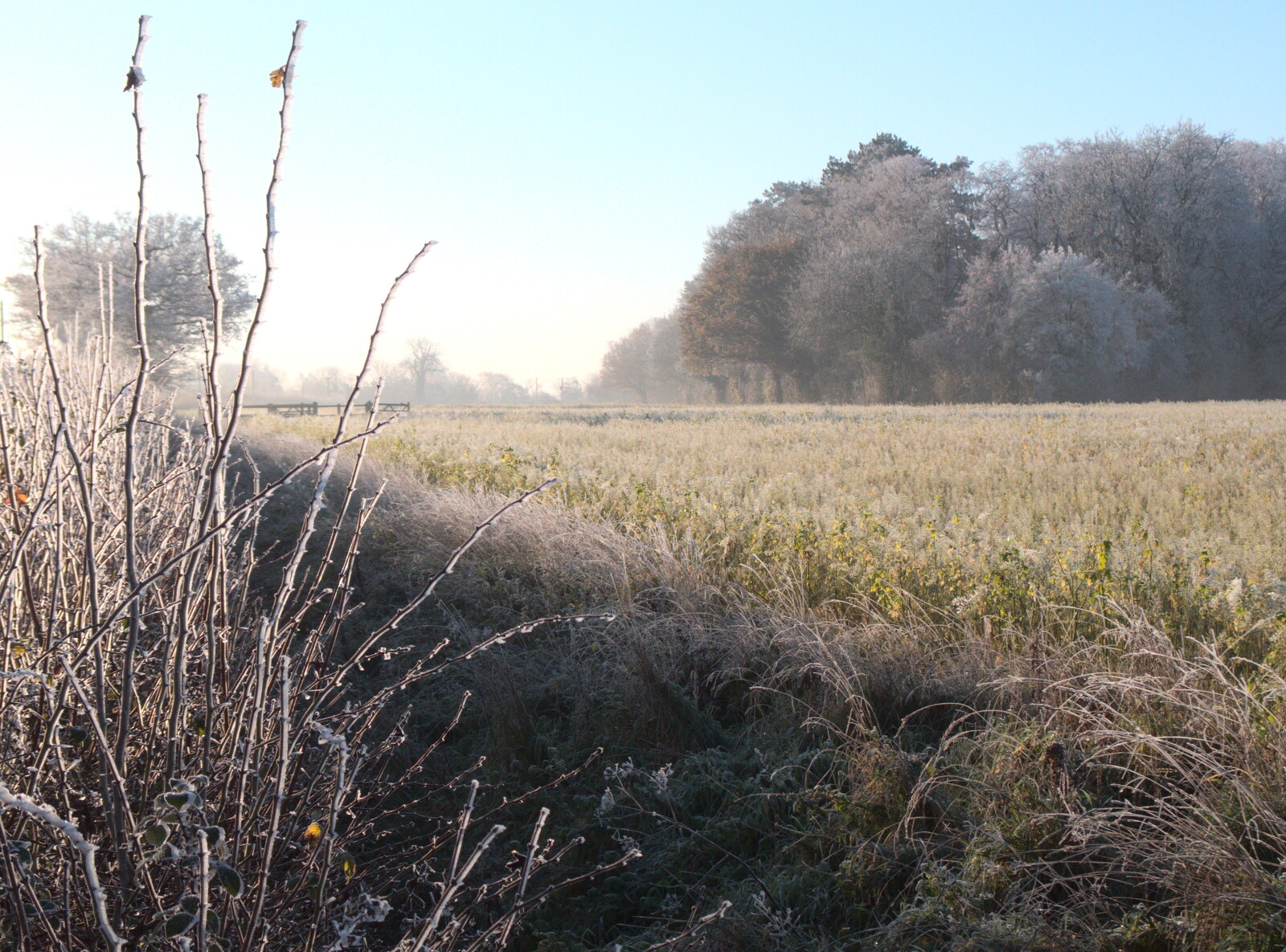 A frozen hedge near Ostler's Barn from More Frosty Rides and the Old Mink Sheds, Brome, Suffolk - 10th December 2020