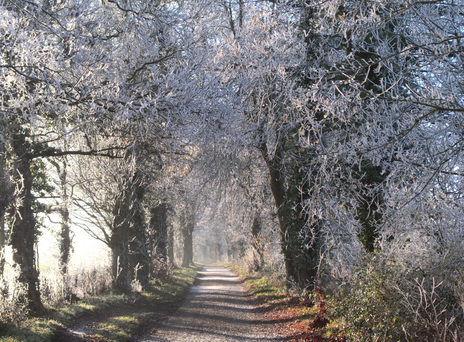 The trees on Thornham Road are white with frost from More Frosty Rides and the Old Mink Sheds, Brome, Suffolk - 10th December 2020
