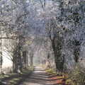 2020 The trees on Thornham Road are white with frost