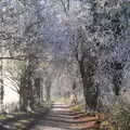 The trees on Thornham Road are white with frost, More Frosty Rides and the Old Mink Sheds, Brome, Suffolk - 10th December 2020