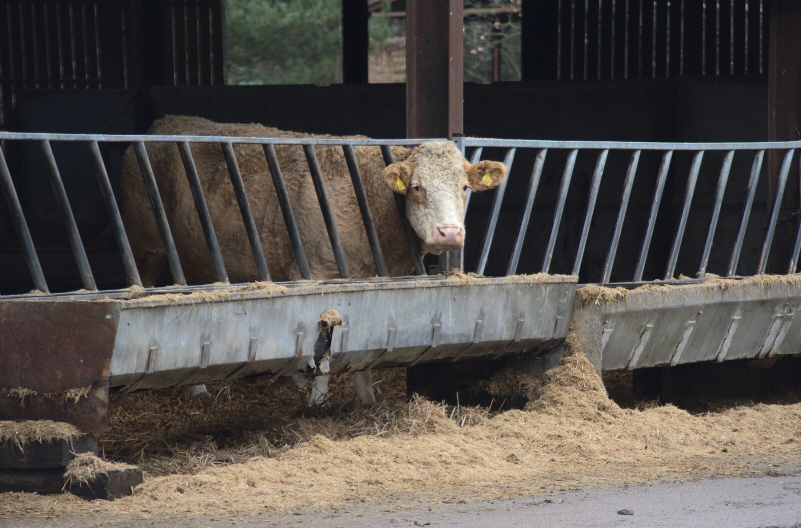 A sad cow looks out from its stall from More Frosty Rides and the Old Mink Sheds, Brome, Suffolk - 10th December 2020