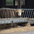 2020 A sad cow looks out from its stall
