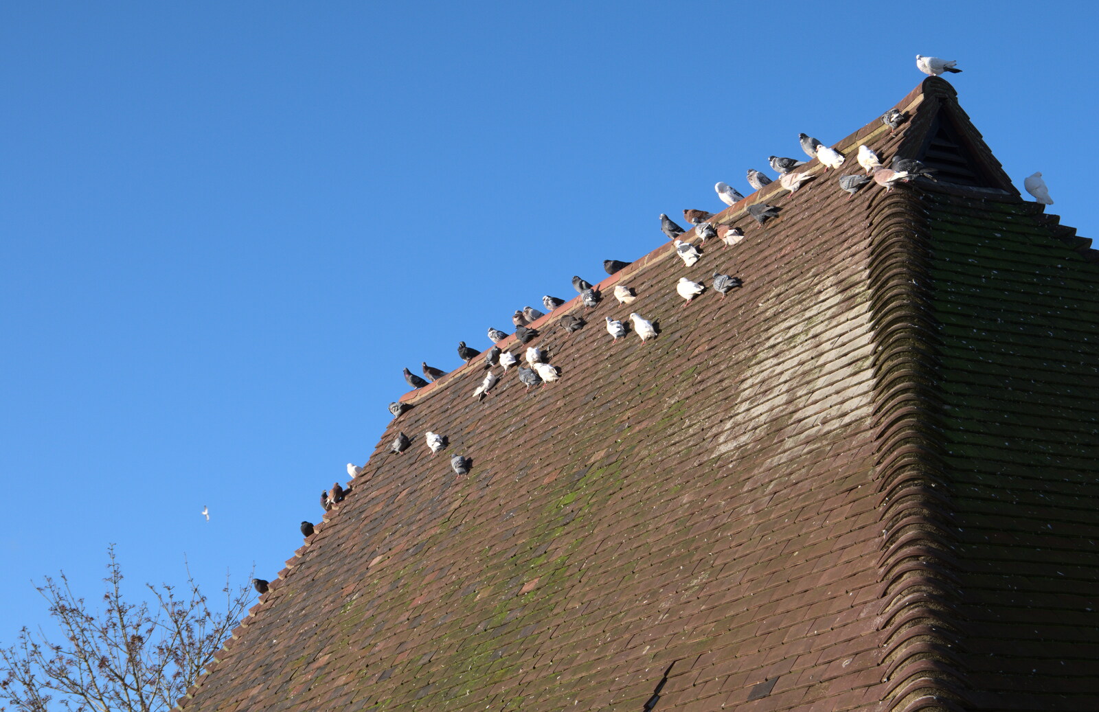 Hundreds of pigeons cling to the roof of the bogs from Joe Wicks and Diss on Saturday, Norfolk - 19th December 2020