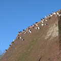 2020 Hundreds of pigeons cling to the roof of the bogs