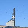 2020 A load of birds whirl around Morrisons' clock