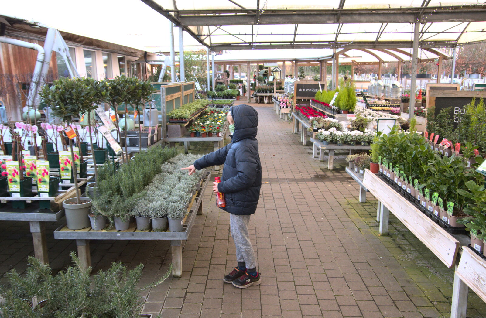 Harry points at tiny trees in the garden centre from Joe Wicks and Diss on Saturday, Norfolk - 19th December 2020