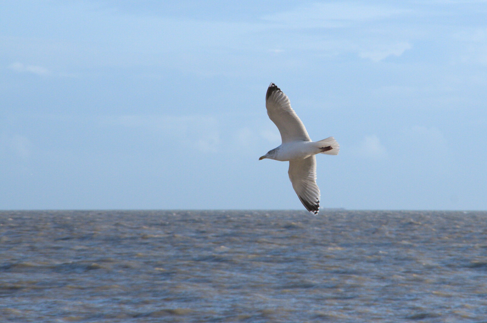 A seagull whirls around from A Return to the Beach, Southwold, Suffolk - 20th December 2020