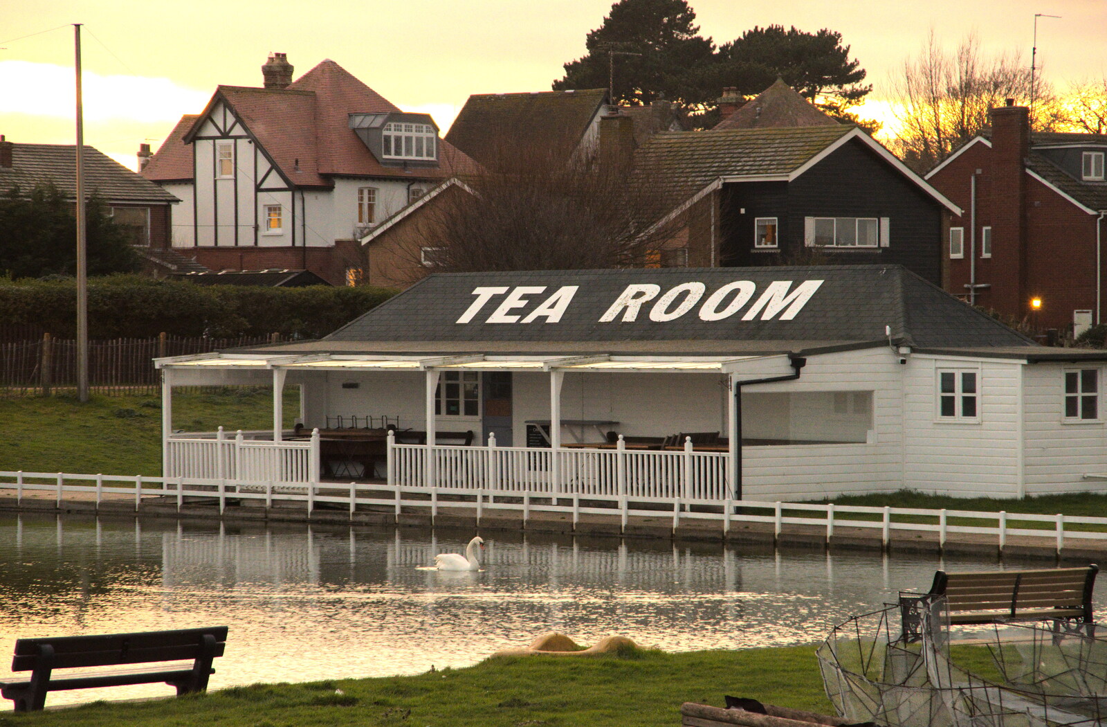 A lone swan floats around by the tea rooms from A Return to the Beach, Southwold, Suffolk - 20th December 2020