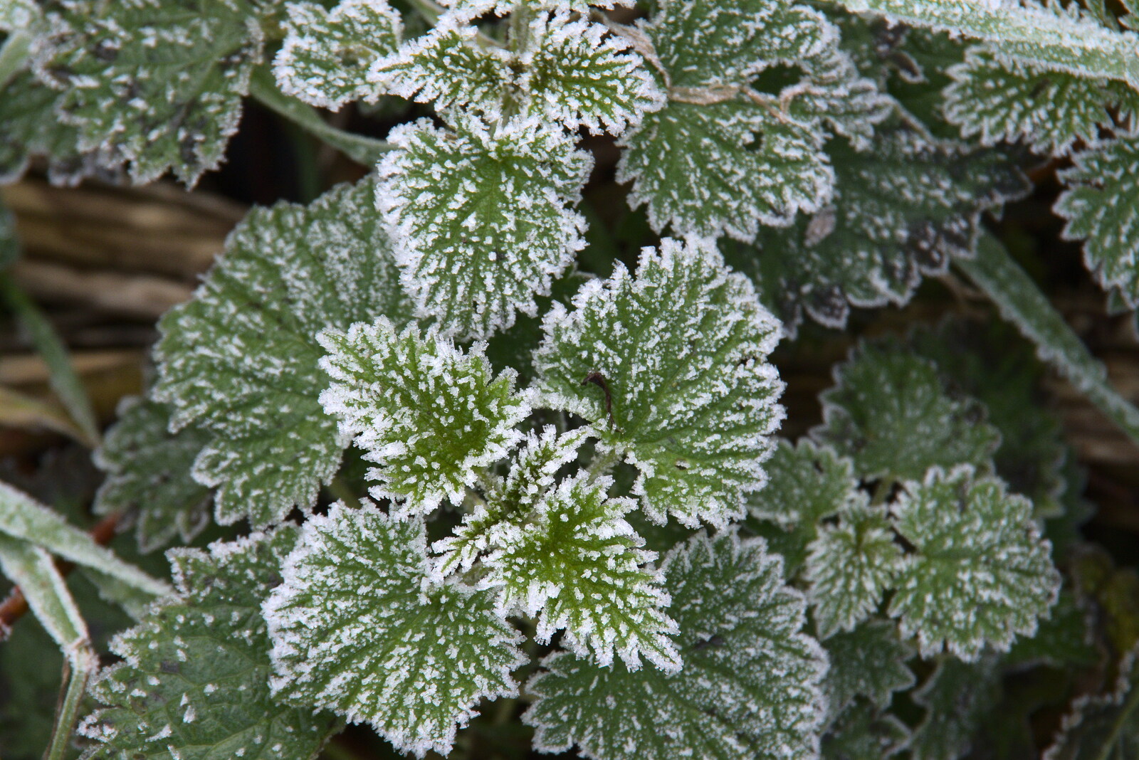 Even nettles look nice with some frost on from A Virtual New Year's Eve, Brome, Suffolk - 31st December 2020