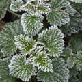2020 Even nettles look nice with some frost on