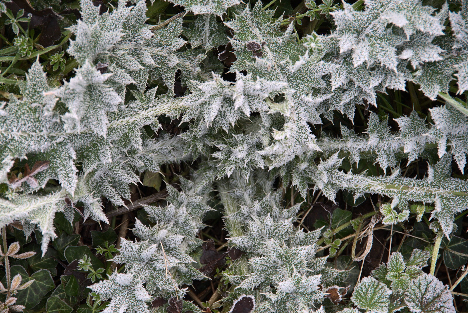 Frosty thistles from A Virtual New Year's Eve, Brome, Suffolk - 31st December 2020