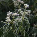 2020 Another frost-edged plant