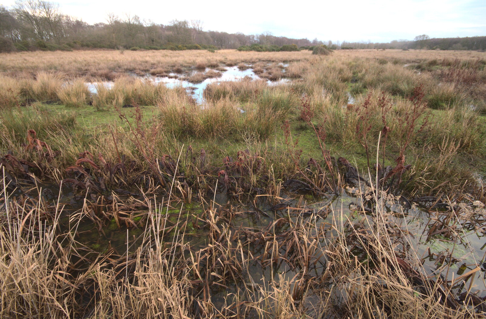 Thick dead grasses in the fen from A Walk Around Redgrave and Lopham Fen, Redgrave, Suffolk - 3rd January 2021