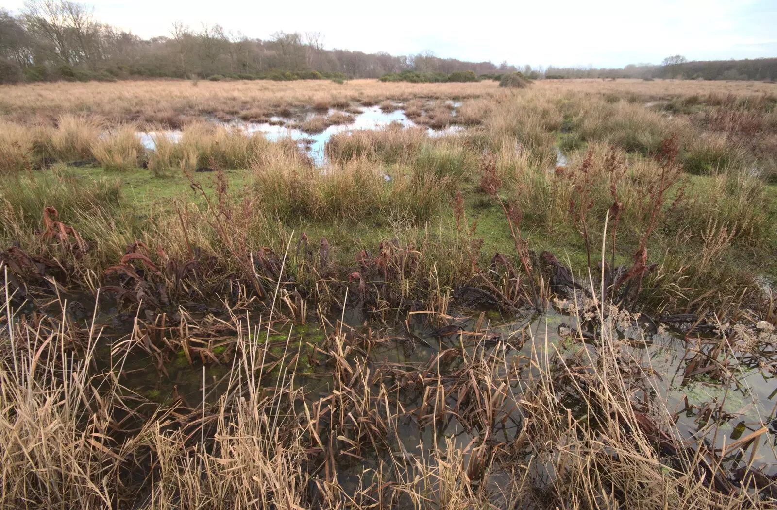 Thick dead grasses in the fen, from A Walk Around Redgrave and Lopham Fen, Redgrave, Suffolk - 3rd January 2021