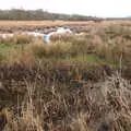 Thick dead grasses in the fen, A Walk Around Redgrave and Lopham Fen, Redgrave, Suffolk - 3rd January 2021