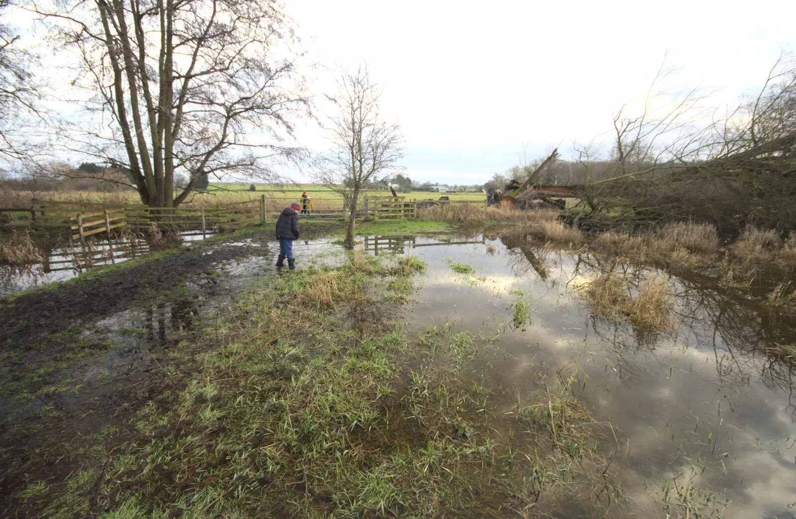 Fred navigates the flooded path, from A Walk Around Redgrave and Lopham Fen, Redgrave, Suffolk - 3rd January 2021