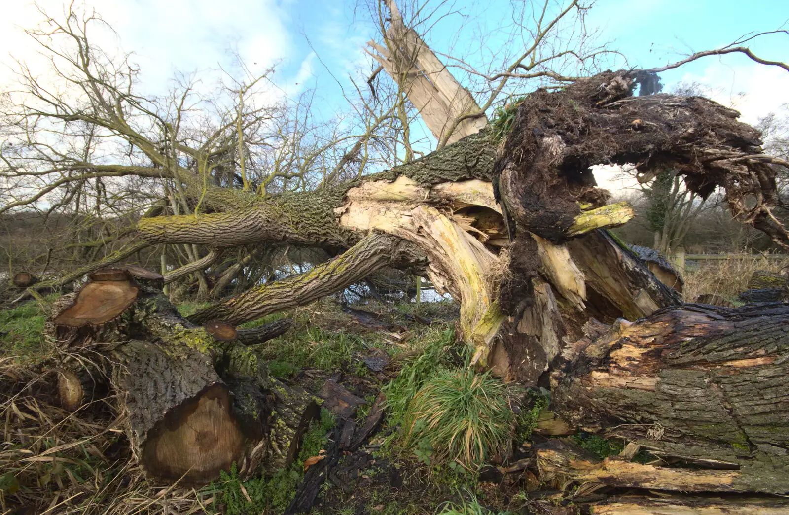 A big fallen tree, from A Walk Around Redgrave and Lopham Fen, Redgrave, Suffolk - 3rd January 2021