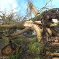 A big fallen tree, A Walk Around Redgrave and Lopham Fen, Redgrave, Suffolk - 3rd January 2021
