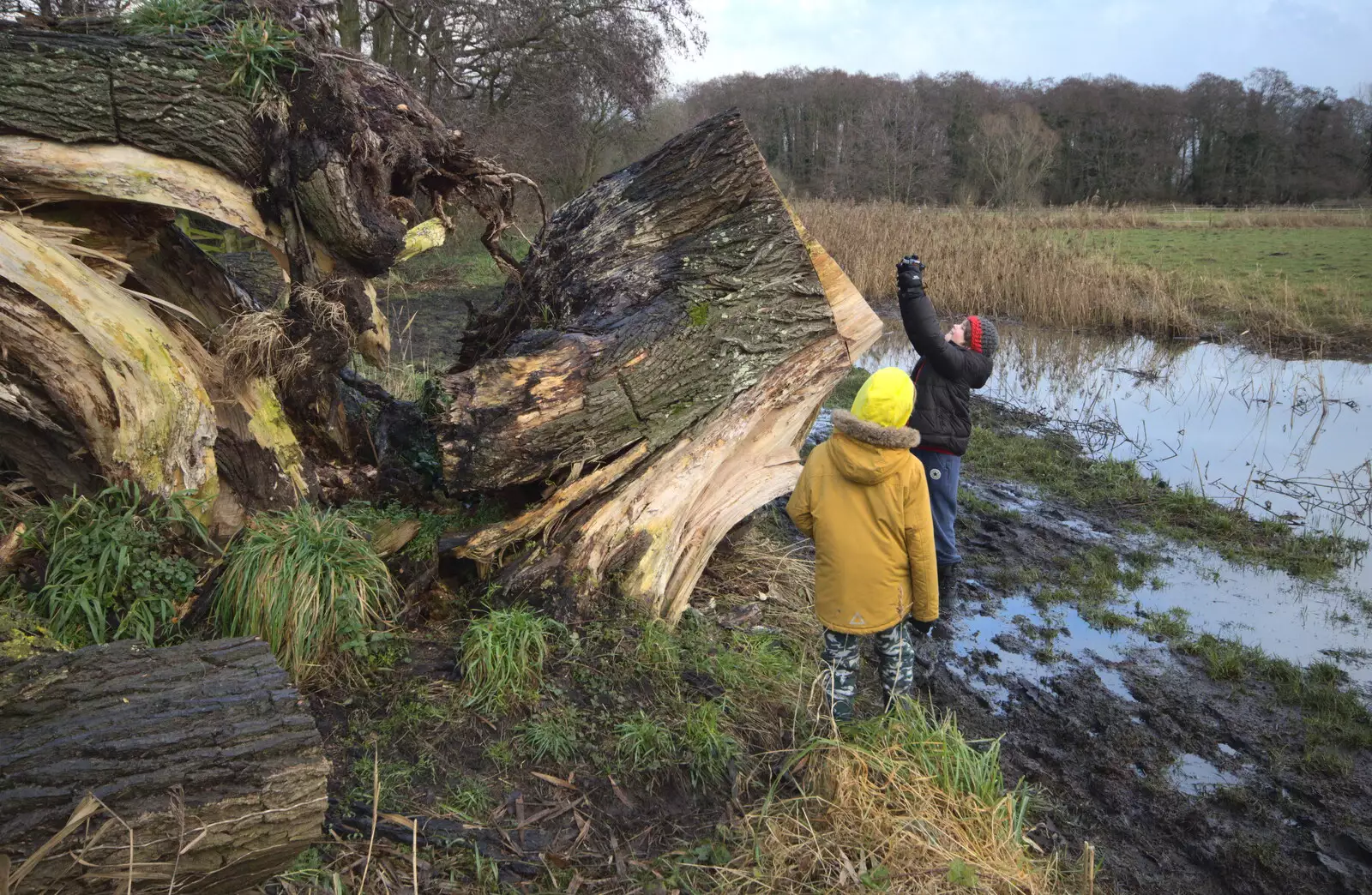 Fred takes a photo of the tree's rings, from A Walk Around Redgrave and Lopham Fen, Redgrave, Suffolk - 3rd January 2021