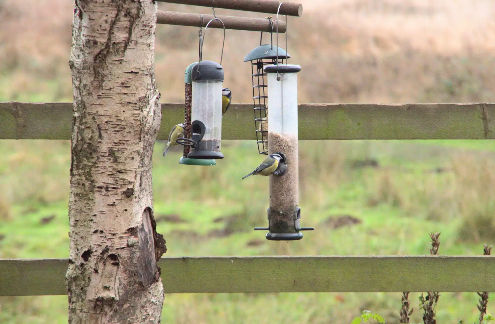 Some blue tits do their thing on a feeder, from A Walk Around Redgrave and Lopham Fen, Redgrave, Suffolk - 3rd January 2021