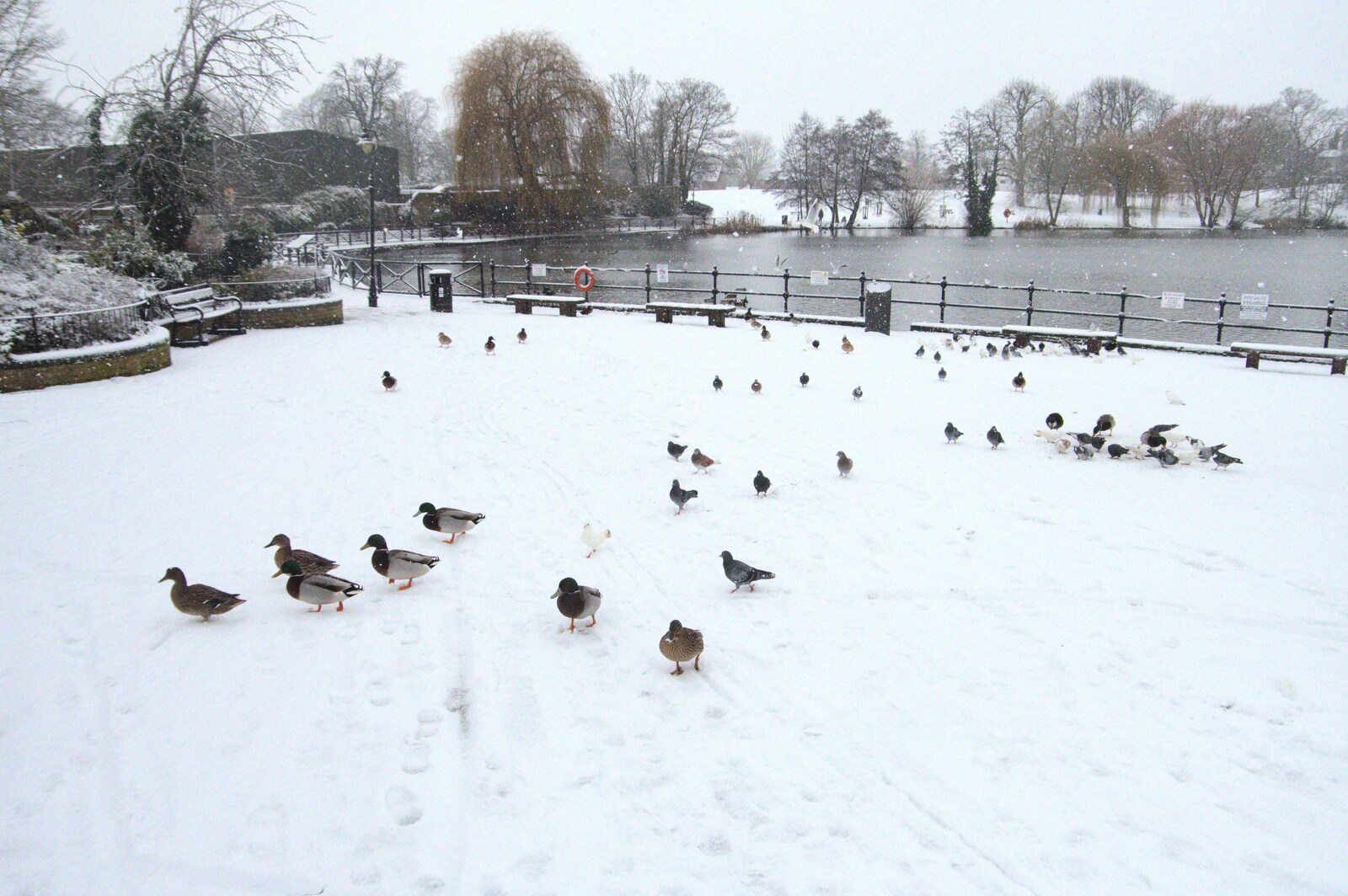 Ducks by the Mere from A Snowy Morning, Diss, Norfolk - 16th January 2021