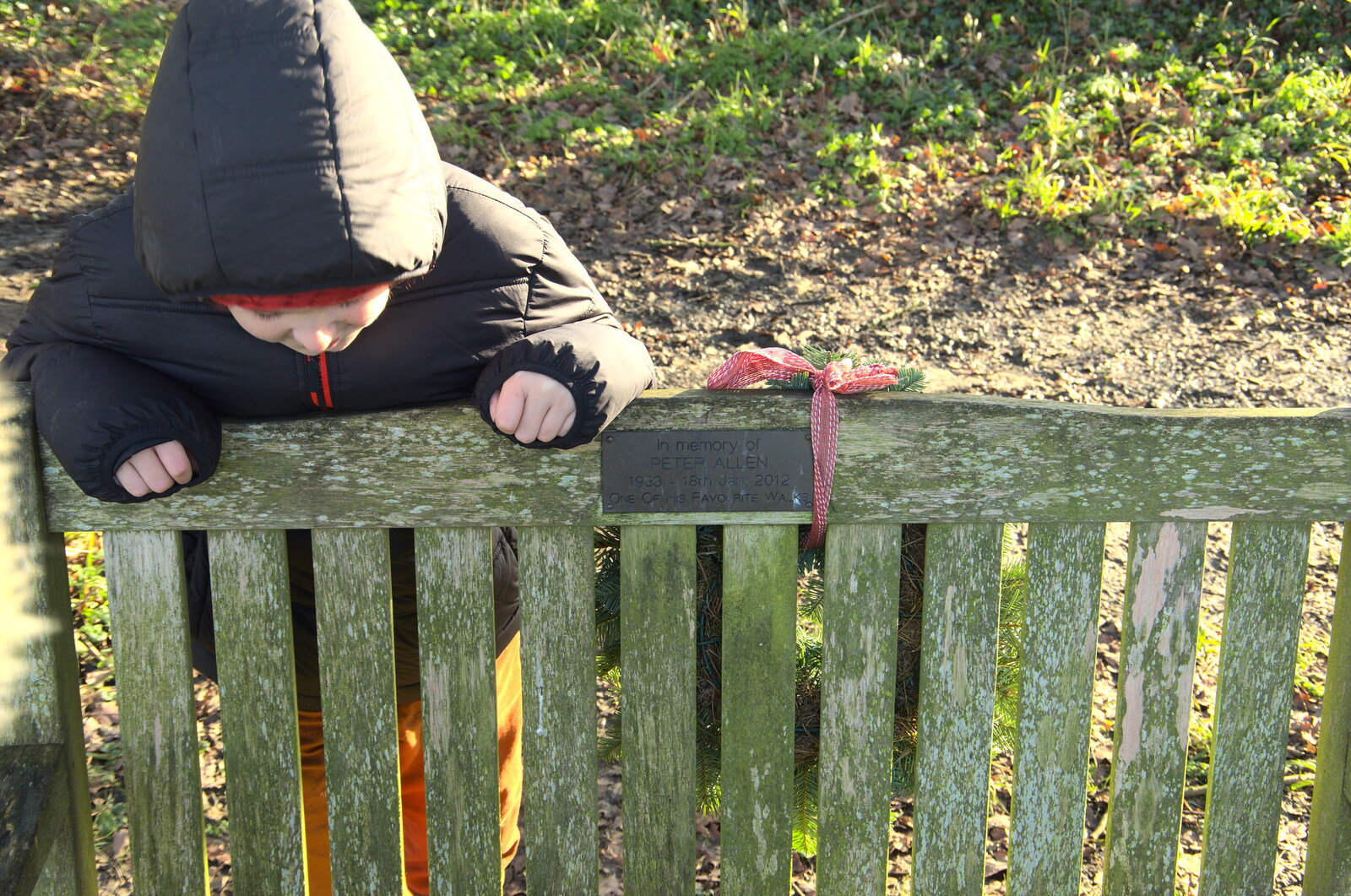 Fred leans over Peter's bench from Winter Lockdown Walks, Thrandeston and Brome, Suffolk - 24th January 2021