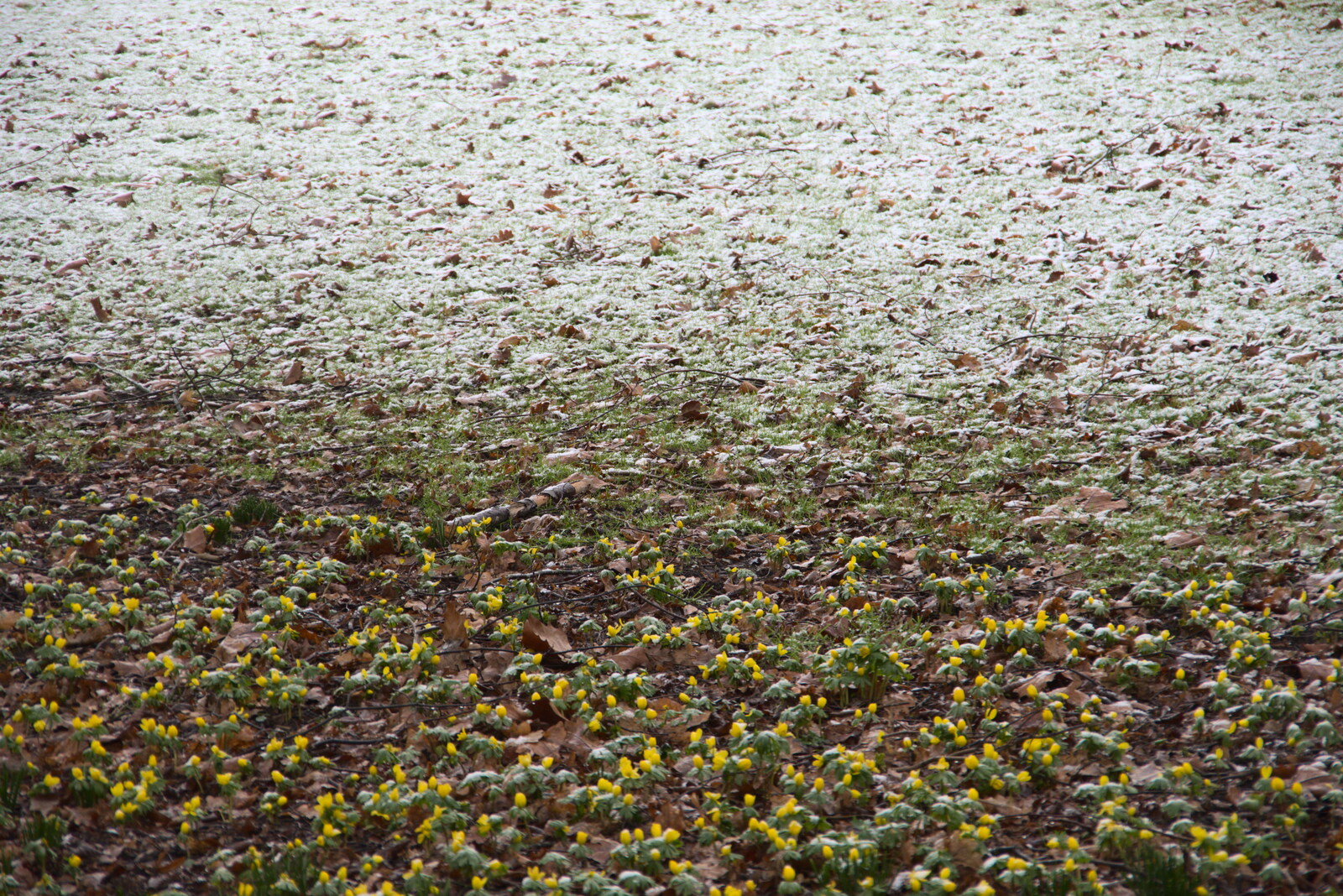 Yellow flowers blend into snow from Winter Lockdown Walks, Thrandeston and Brome, Suffolk - 24th January 2021