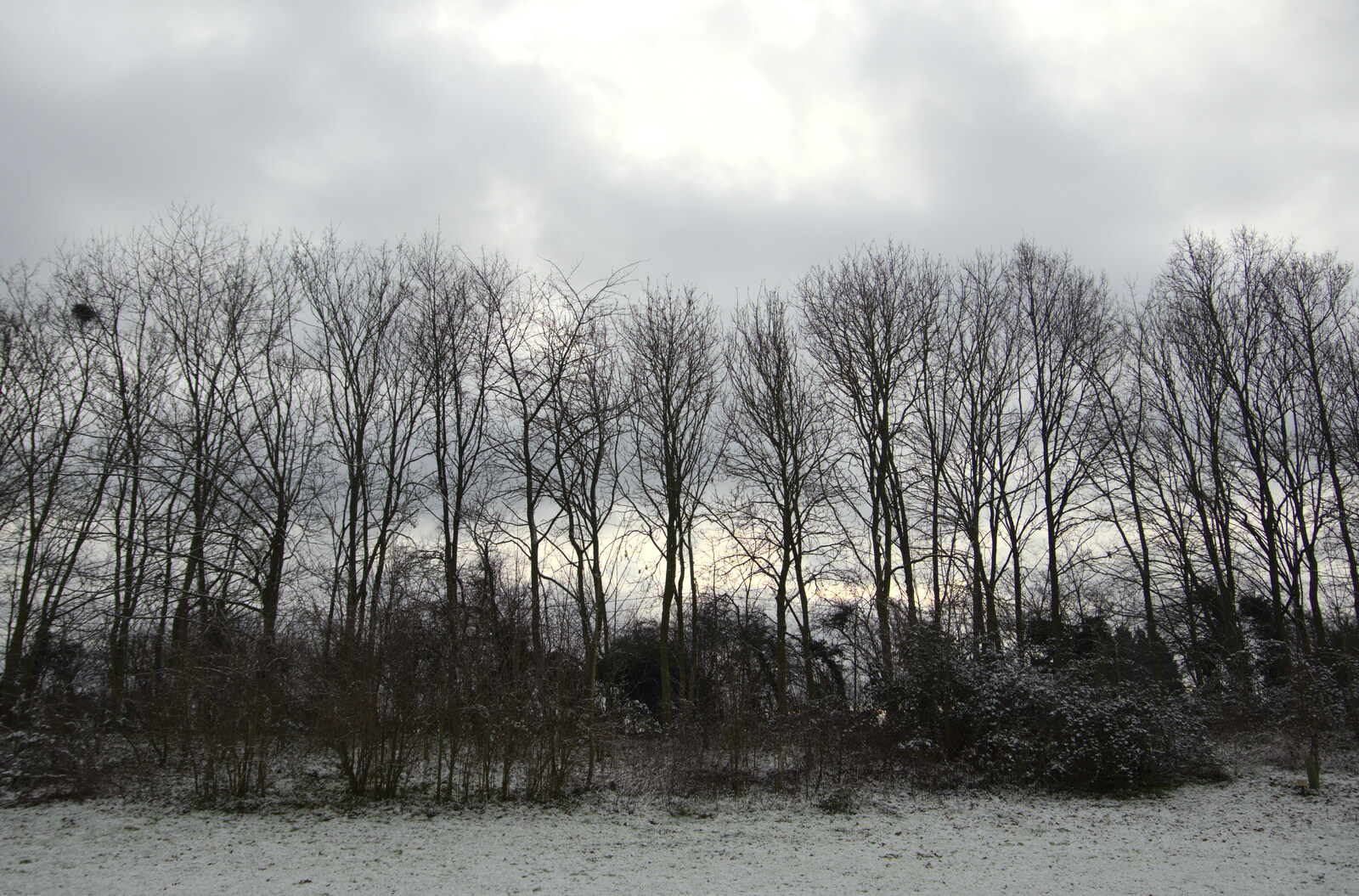 A wall of trees from Winter Lockdown Walks, Thrandeston and Brome, Suffolk - 24th January 2021