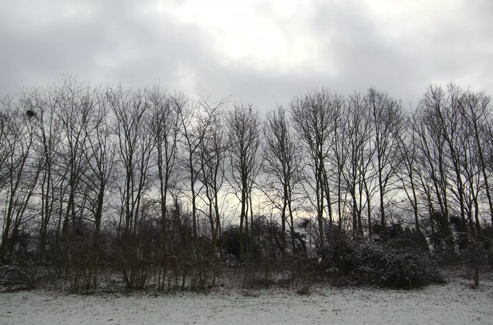 A wall of trees, from Winter Lockdown Walks, Thrandeston and Brome, Suffolk - 24th January 2021