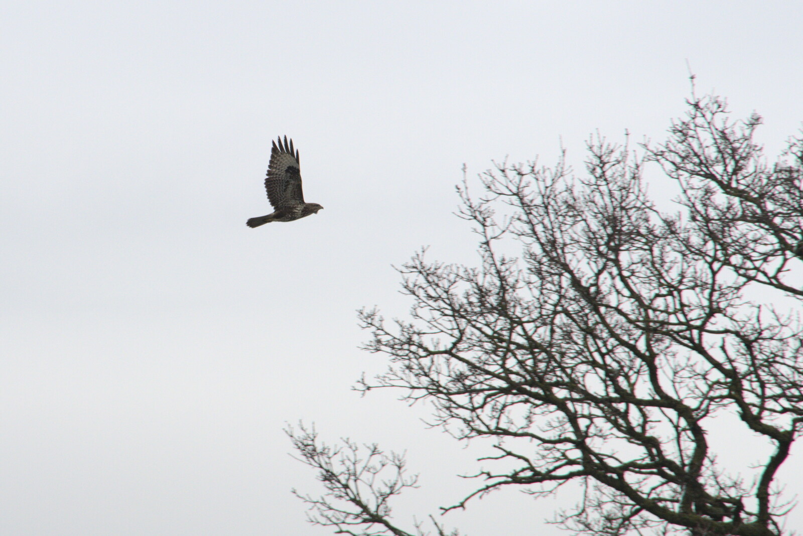 The resident buzzard flies around from Winter Lockdown Walks, Thrandeston and Brome, Suffolk - 24th January 2021