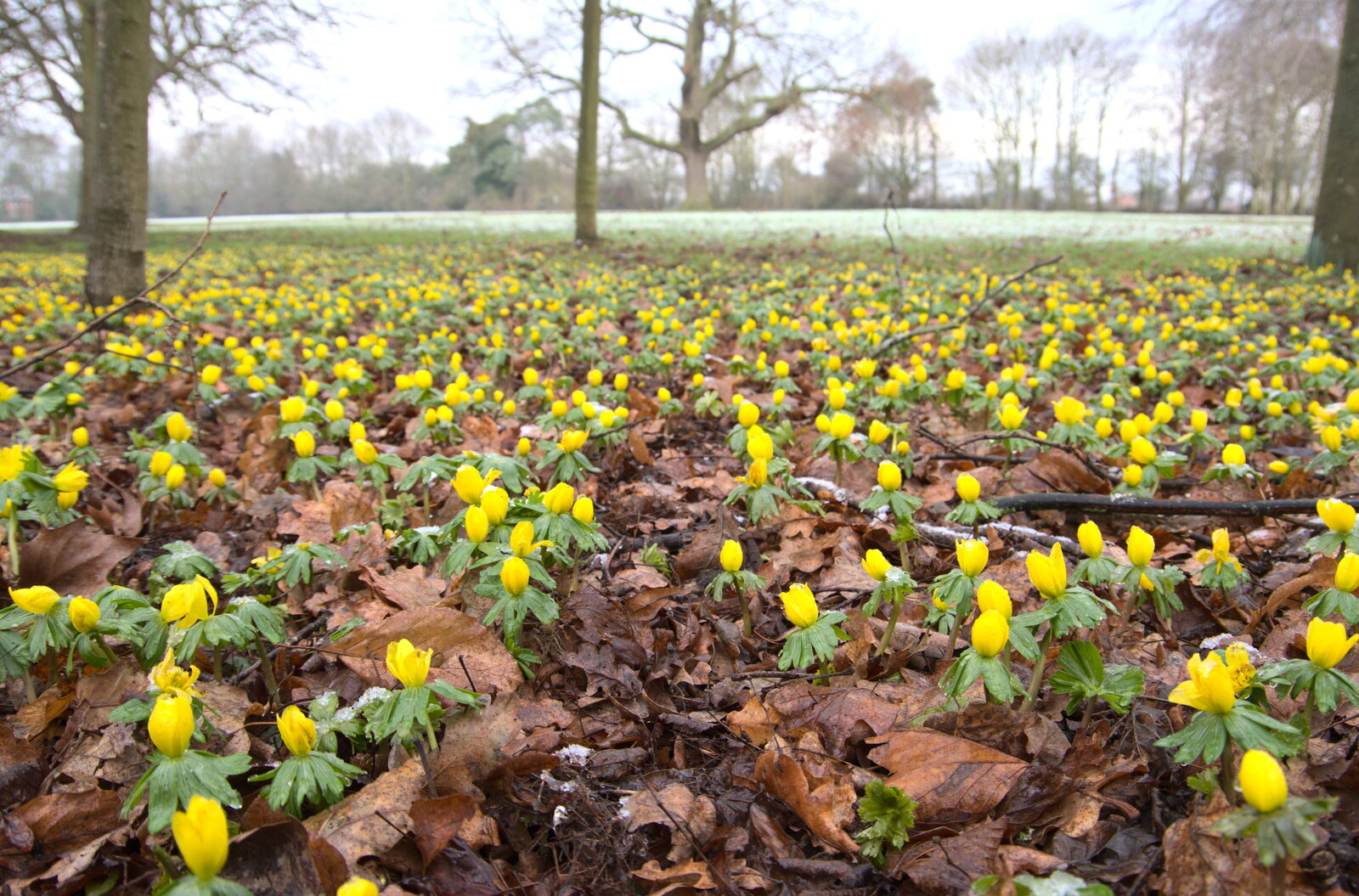 A carpet of yellow flowers from Winter Lockdown Walks, Thrandeston and Brome, Suffolk - 24th January 2021