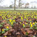 A carpet of yellow flowers, Winter Lockdown Walks, Thrandeston and Brome, Suffolk - 24th January 2021