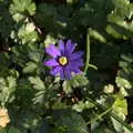 A small purple flower, A Trip to the Blue Shop, Church Street, Eye, Suffolk - 2nd February 2021