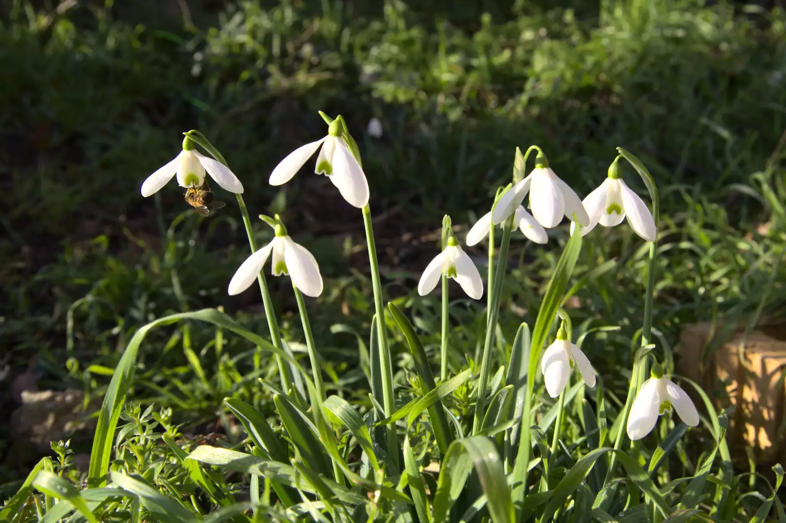 The snowdrops are out, from A Trip to the Blue Shop, Church Street, Eye, Suffolk - 2nd February 2021