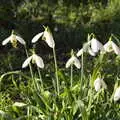 The snowdrops are out, A Trip to the Blue Shop, Church Street, Eye, Suffolk - 2nd February 2021