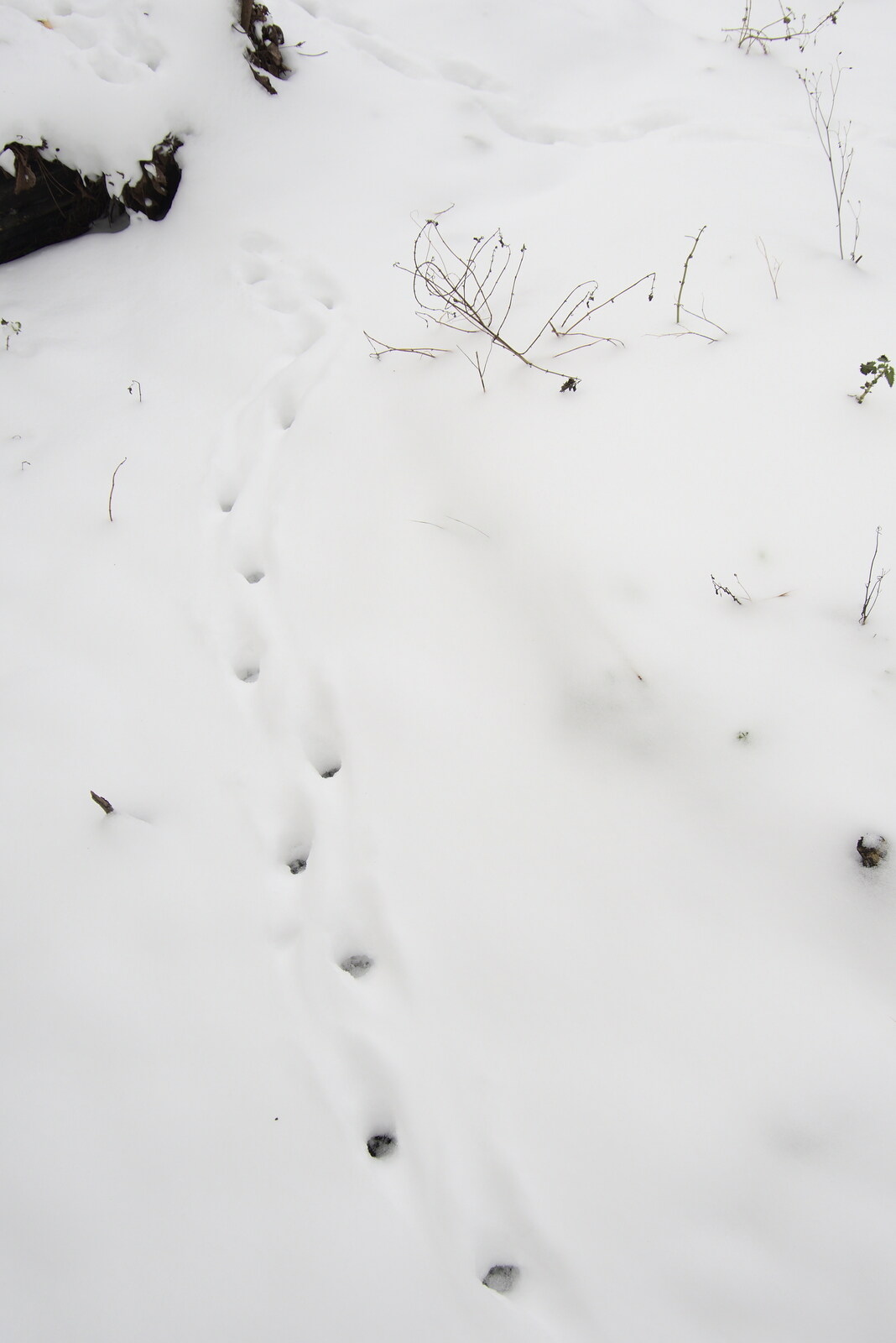 The tracks of Boris cat from Beast From The East Two - The Sequel, Brome, Suffolk - 8th February 2021