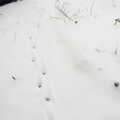 The tracks of Boris cat, Beast From The East Two - The Sequel, Brome, Suffolk - 8th February 2021