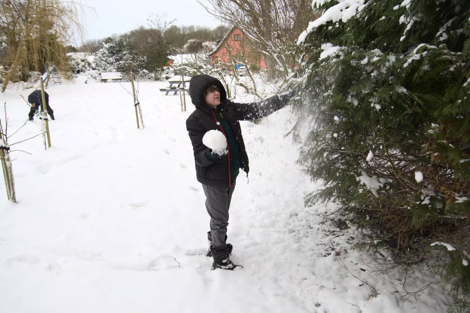 Fred shakes snow of a leylandii, from Beast From The East Two - The Sequel, Brome, Suffolk - 8th February 2021