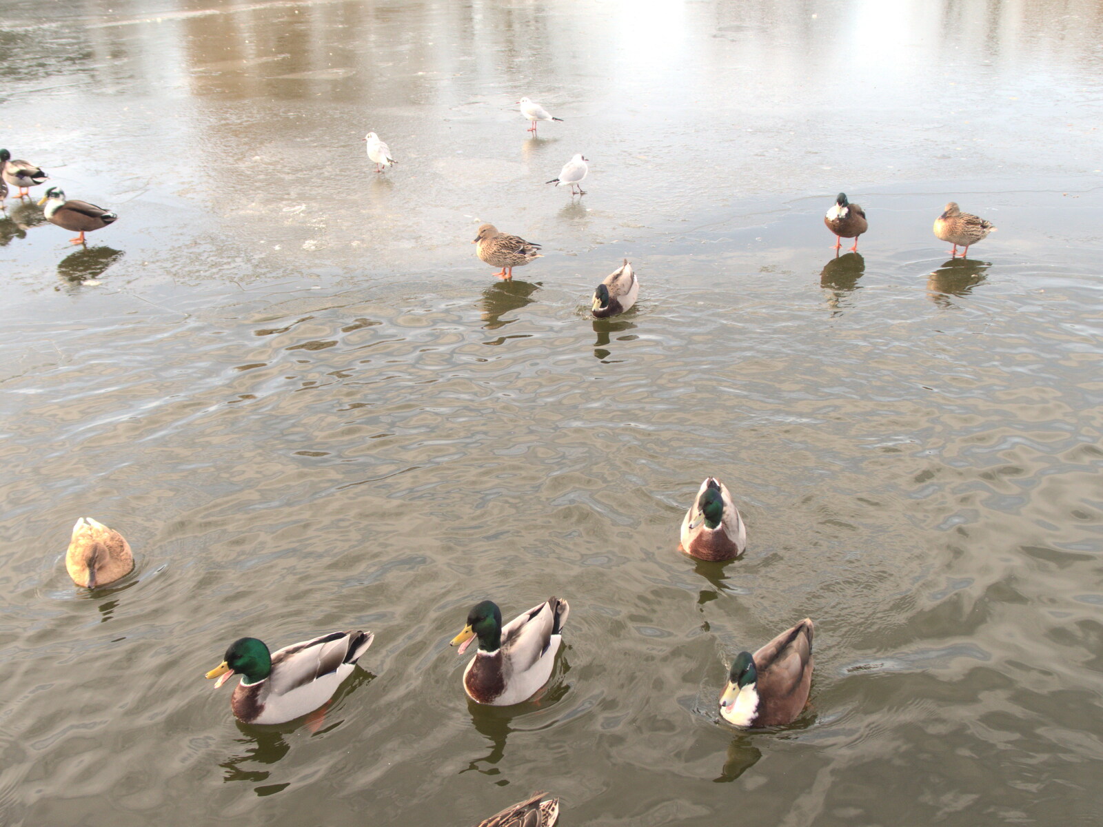 Some ducks stand about on the ice from Derelict Infants School and Ice Sculptures, Diss and Palgrave, Norfolk and Suffolk - 13th February 2021