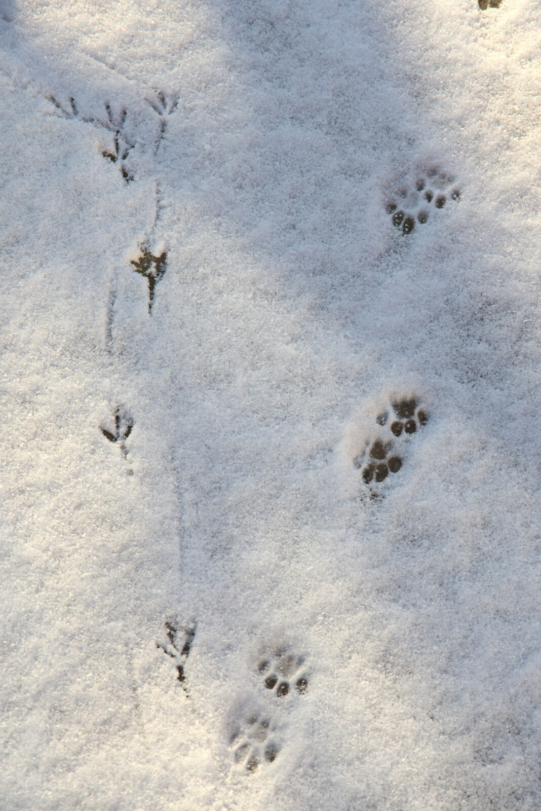 Boris Cat pawprints meet a pheasant in the snow from Derelict Infants School and Ice Sculptures, Diss and Palgrave, Norfolk and Suffolk - 13th February 2021