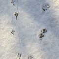 Boris Cat pawprints meet a pheasant in the snow, Derelict Infants School and Ice Sculptures, Diss and Palgrave, Norfolk and Suffolk - 13th February 2021