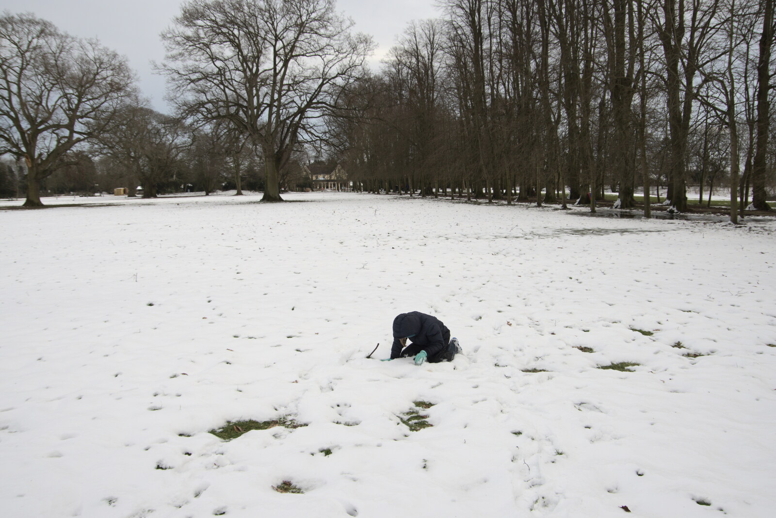 Harry digs around in the snow from Derelict Infants School and Ice Sculptures, Diss and Palgrave, Norfolk and Suffolk - 13th February 2021