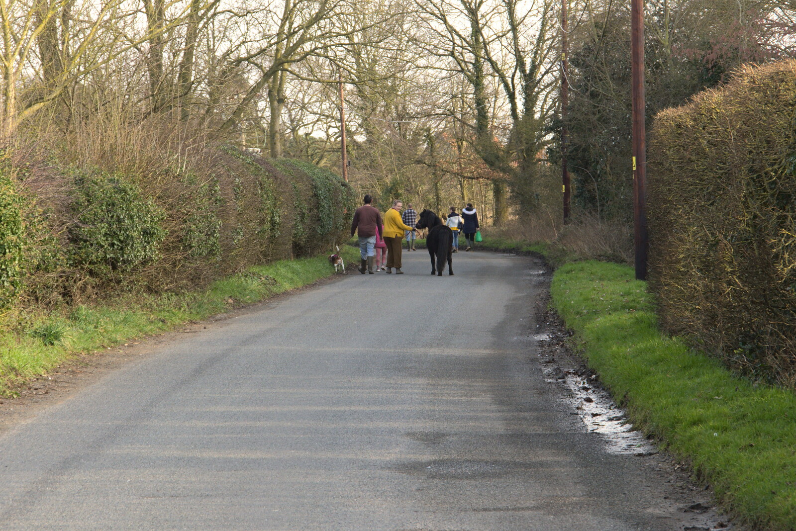 A miniature pony goes for a walk from Fred's New Bike and an A140 Closure, Brome, Suffolk - 27th February 2021